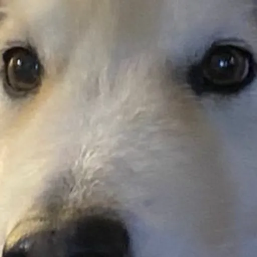 creator NoobishIzzy's avatar