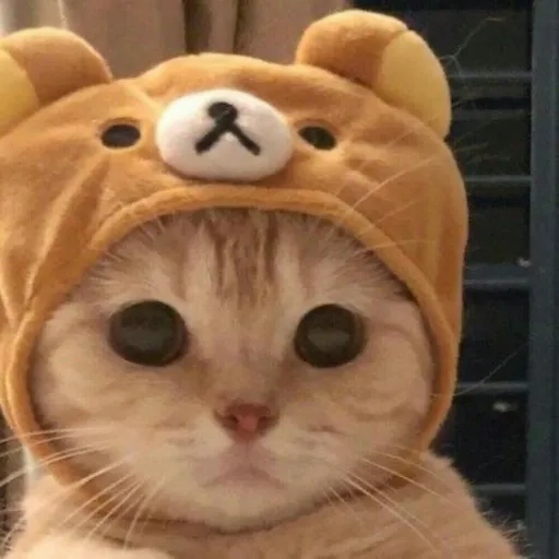 creator ꧁✰░⫸ツ☭cato☭ツ⫷▒✰꧂'s avatar