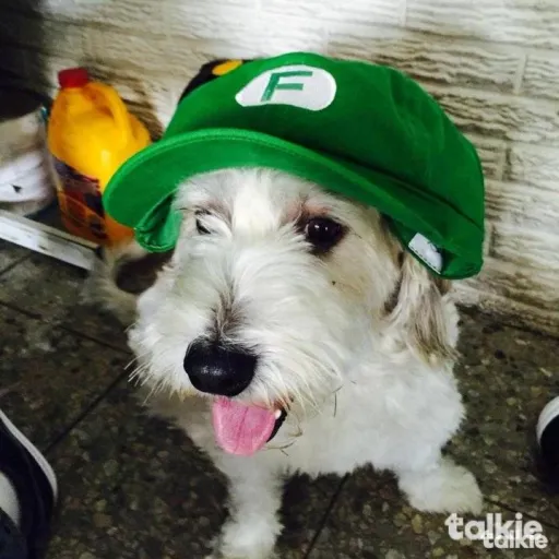 creator un ramdon deTalkie's avatar