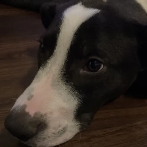 creator Dog lover1025's avatar