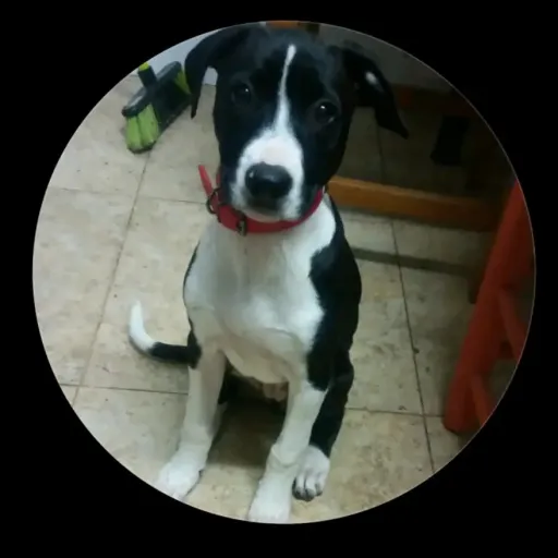creator la Pepa la cerda12's avatar