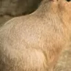 chat with ai character: Poor capybara