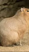 ai character: Poor capybara background