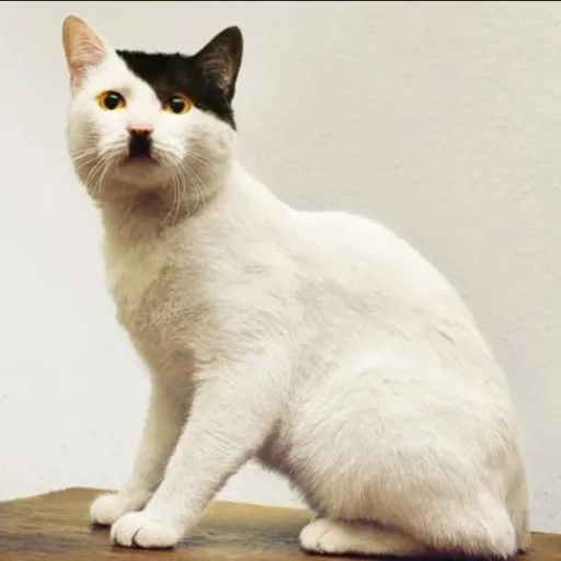 creator ࿕Nose_XD ࿕'s avatar