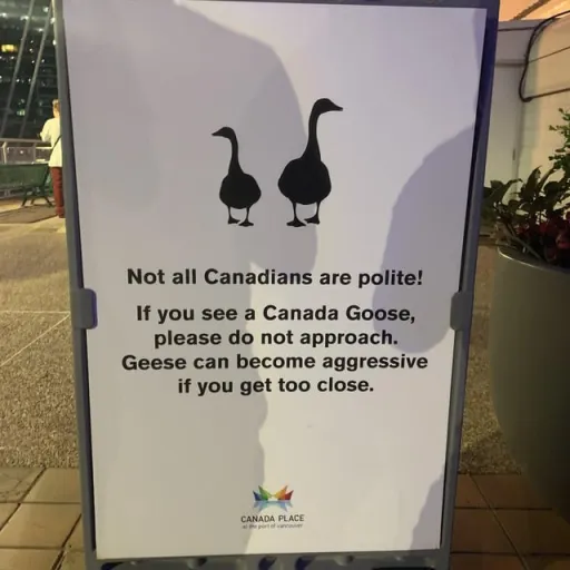 creator Canadian Goose's avatar