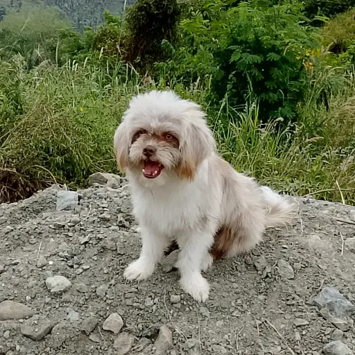 creator MOCHI_✨my doggy✨'s avatar