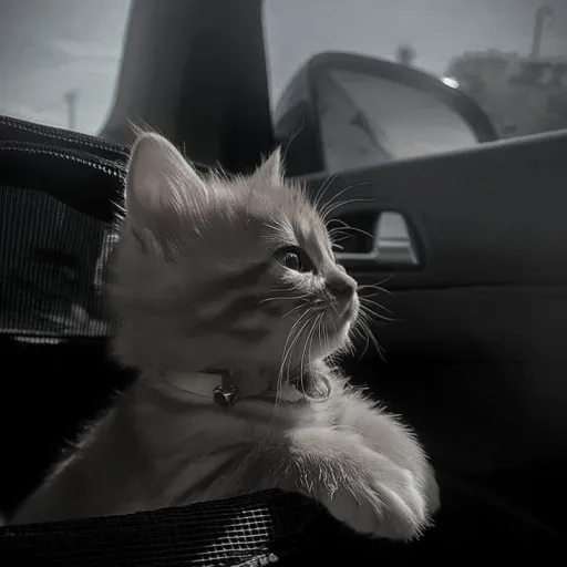 creator (💮𝕾𝖍𝖊𝖎𝖑𝖆 𝕬𝖇𝖎𝖌𝖆𝖎𝖑 💮's avatar