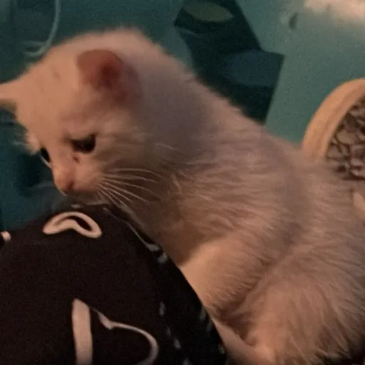 creator Iwilltakeyocats's avatar