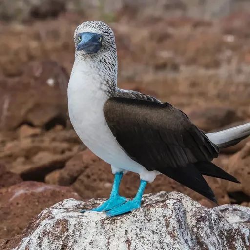 creator dumbassbird's avatar