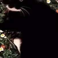 chat with ai character: whiskers