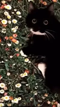 ai character: whiskers background