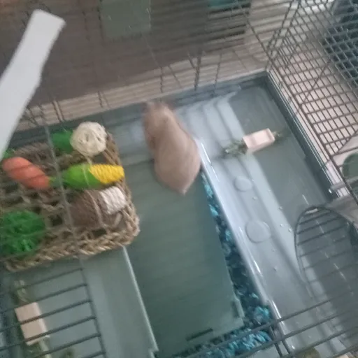 creator I'mma hamster's avatar