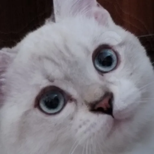 creator Palexi (ytttt)'s avatar