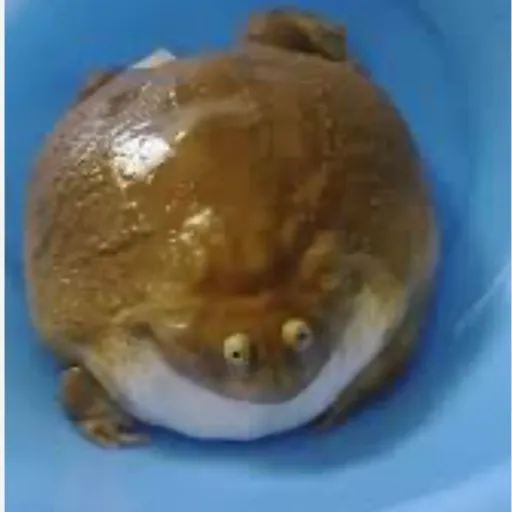 creator Budget frog heh's avatar