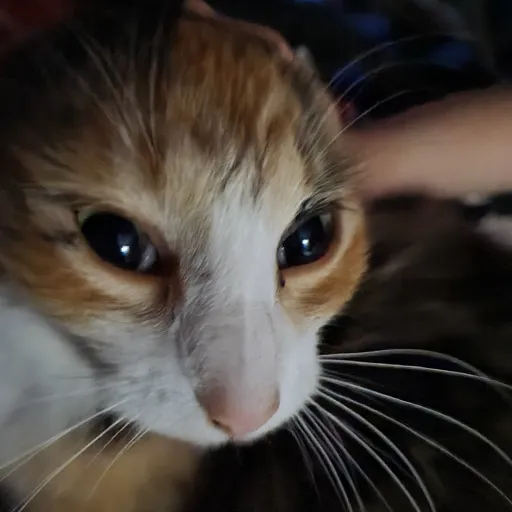 creator ★.!Rager Cat!.★'s avatar