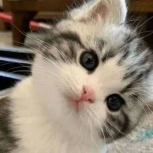 creator lilly kitty💖's avatar
