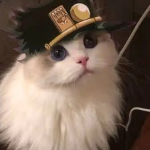 creator 猫猫(¥)'s avatar