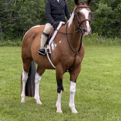 creator Horsey and badgie's avatar