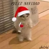 creator GatoNavideño's avatar