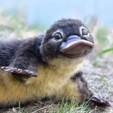 creator Platypus Man's avatar