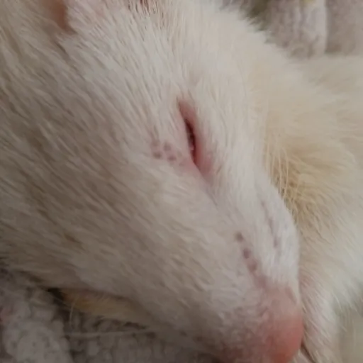 creator i love rats!!!!'s avatar