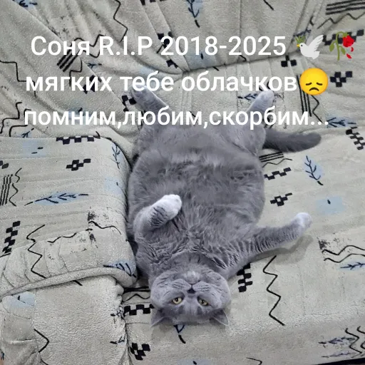 creator Puro&Colin studio's avatar