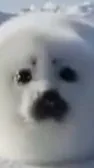 ai character: seal background