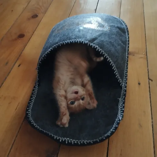 creator 🥩Шерхан😸's avatar