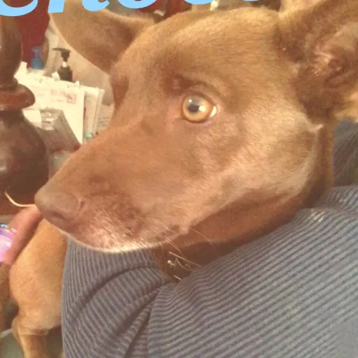 creator <3Choco<3's avatar