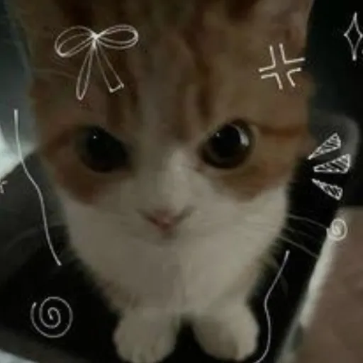 creator ..|~kittycat~|..'s avatar
