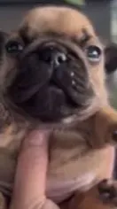 ai character: Pibble background