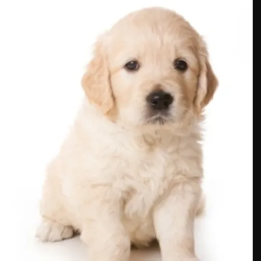 creator Perrito 🐕's avatar