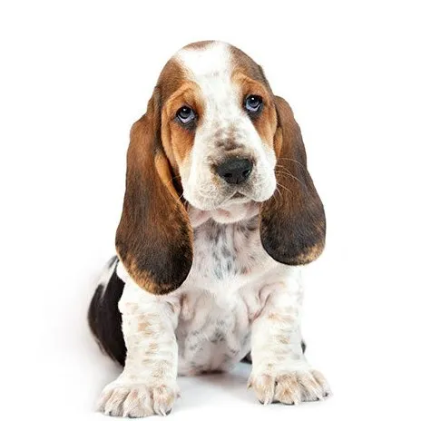 creator Basset Hound 🐕's avatar