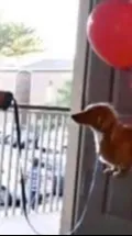 ai character: Mr floating dog background