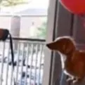 chat with ai character: Mr floating dog