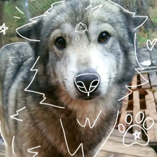 creator Therianoutlaw117🐾's avatar