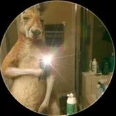 creator team canguro@'s avatar