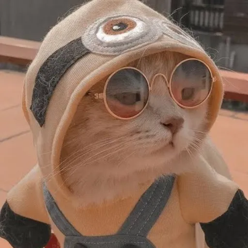 creator 🧡💛🐱los gatitos🐱💛🧡's avatar