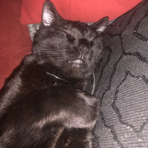 creator Mega cat tester's avatar