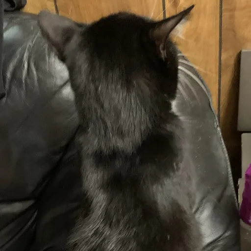 creator Mega cat tester's avatar