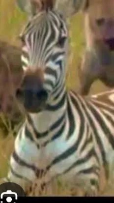 ai character: Pregnant zebra  background