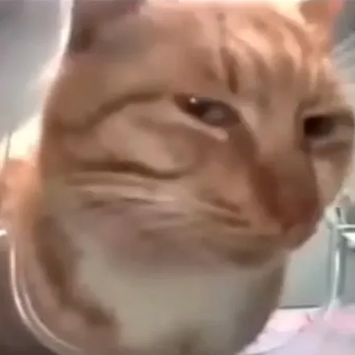 creator NoMames's avatar