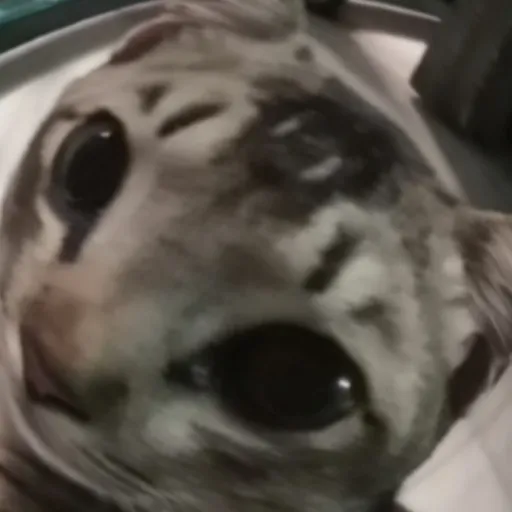 creator StarTigerCat's avatar