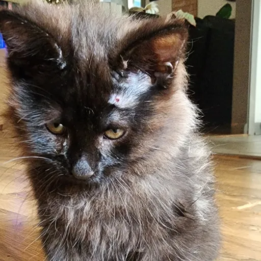creator The black cat.'s avatar