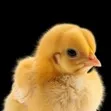 chat with ai character: Your Chick Friend!