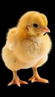 ai character: Your Chick Friend! background
