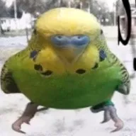 creator Silly birb's avatar