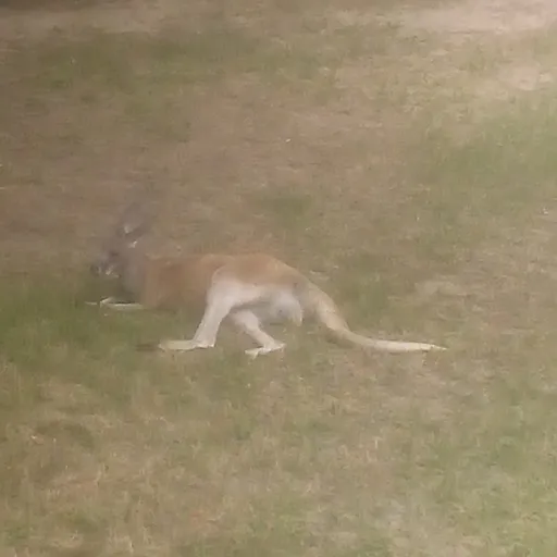 creator kangaroo prison...'s avatar