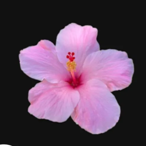 creator Isabelle_31's avatar