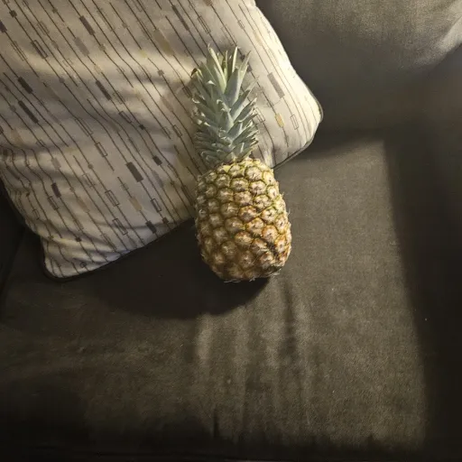 creator pineapple couch's avatar